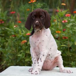 Sandpiper - Liver and white female German Shorthaired Pointer puppy in Chocowinity, North Carolina from Foxtail Hollow