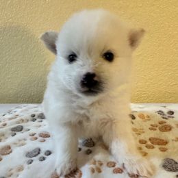 Kylo - White male American Eskimo Dog puppy in Hesperia, California from Bella's American Eskimos