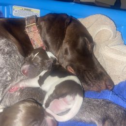 German Shorthaired Pointer Puppies from Lusk Puppies