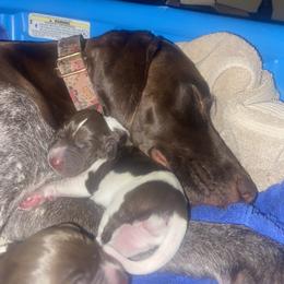 German Shorthaired Pointer Puppies from Lusk Puppies
