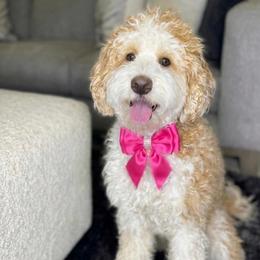 Maple - Bernedoodle