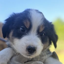 Miniature Australian Shepherd Puppies from D & L Mini Aussies