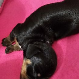 Girl 1 - Black and tan Dachshund puppy in Sarasota County, Florida from Donna's Mini Joys
