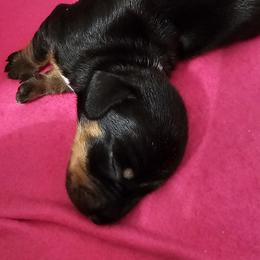 Girl 1 - Black and tan Dachshund puppy in Sarasota County, Florida from Donna's Mini Joys