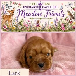 Lark - Ruby female Cavalier King Charles Spaniel puppy in Auburn, Washington from Enchanted Cavaliers