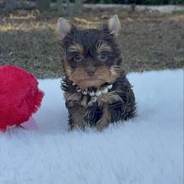 Yorkshire Terrier puppies from 🤎 Dreaming Puppies 🐶