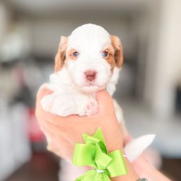Zac - Brown and white male Bernedoodle puppy in Ontario, California from Teddy Doodles & Standard Poodles