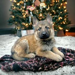 German Shepherd Puppies from Scenic City Shepherds