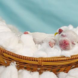 Companion Cross, Maltese, and Maltipoo Puppies from Seeking Shalom Acres Maltese, Maltipoos & Havamalts