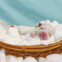 Companion Cross, Maltese, and Maltipoo Puppies from Seeking Shalom Acres Maltese, Maltipoos & Havamalts