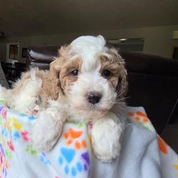 Lucky - Red male Cavapoo puppy in Blackfoot, Idaho from Draper Mountain Doodles