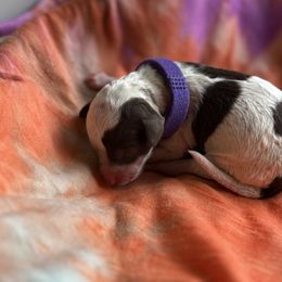 Girl 1 - Parti female Poodle puppy in Gladewater, Texas from Kalin’s K9s