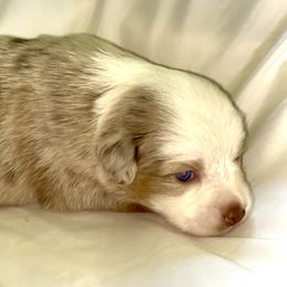 Aspen - Red merle female Miniature Australian Shepherd puppy in Jenkinsville, South Carolina from Monticello Mini Aussies
