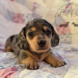 Boy 2 - Dapple male Dachshund puppy in Town Creek, Alabama from Dirt Road Dachshunds