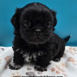 Boy 4 - Black male Shih Tzu puppy in Oakville, Washington from Garrard Creek Shih Tzus