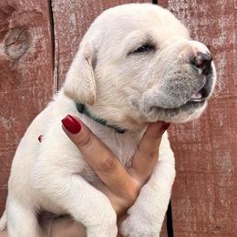 Straw 3- Green Collar - Fawn male Cane Corso puppy in Compton, California from Urban League Cane Corso