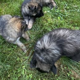Puppy 3 - Gray sable male Shiloh Shepherd puppy in Newton, New Hampshire from Smokeshow Shilohs and Shepherds