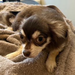 Camilla - Chocolate and tan Pomeranian puppy in Avon Park, Florida from Mariska's Pomeranians