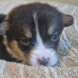 Lilly - Black and tan female Pembroke Welsh Corgi puppy in Checotah, Oklahoma from Skoal Creek Corgi's
