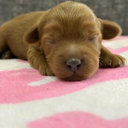 Dos - Red male Australian Labradoodle puppy in Calhoun, Louisiana from Arrowhead Australian Labradoodles