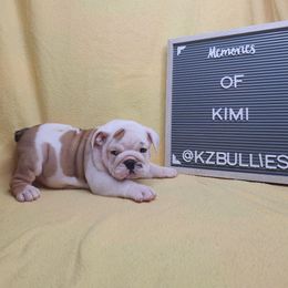Kimi - Red and white female Bulldog puppy in Hillsdale County, Michigan from KZ Bullies LLC