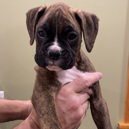 Boxer Puppies from Fineview Boxers