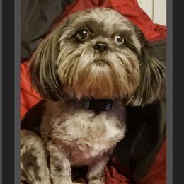 Fancy - Shih Tzu