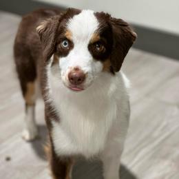 Rylee - Miniature American Shepherd