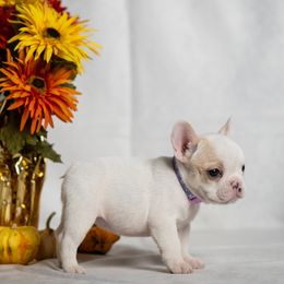 Carey - female French Bulldog puppy in Honey Brook, Pennsylvania from FurEver Canine