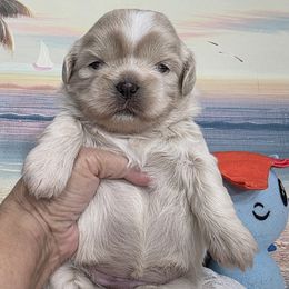 Pearl - Silver and white male Shih Tzu puppy in Buda, Texas from Vickie's Shih Tzus