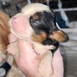 Girl 2 - Tri-color female Cavalier King Charles Spaniel puppy in Albany, Oregon from Hit Parade Cavaliers