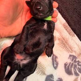 Girl 1 - Slate blue female Kerry Blue Terrier puppy in Salt Lake City, Utah from Marble Mountain Kerry Blue Terriers