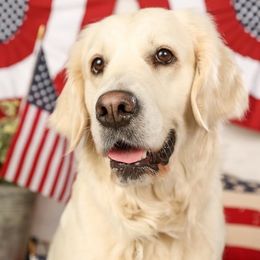 Byrdy - Golden Retriever