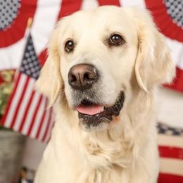 Byrdy - Golden Retriever