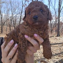 Uno - Red  male Poodle puppy in Fordland, Missouri from K&K's Puppy Kingdom
