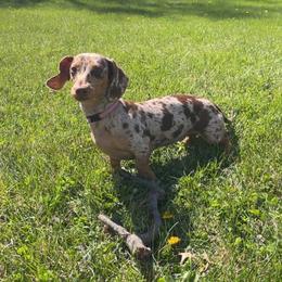 Nala - Dachshund