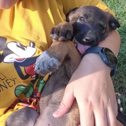 Belgian Malinois and Labrador Retriever Puppies from Wings of Freedom Retrievers and Malinois