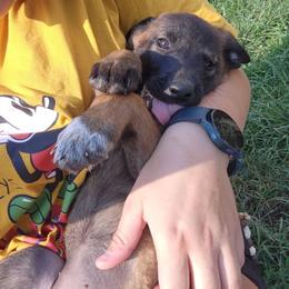 Belgian Malinois and Labrador Retriever Puppies from Wings of Freedom Retrievers and Malinois