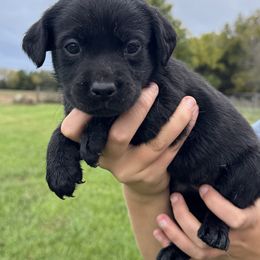Mary Ann - Black female Labrador Retriever puppy in Garnett, Kansas from Timberland Creek Labradors