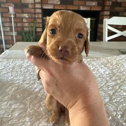 Girl 3 - Cream female Dachshund puppy in Modesto, California from Lola’s Doxies
