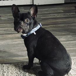 Lainey - French Bulldog