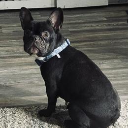 Lainey - French Bulldog