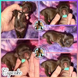 Cupcake - Liver female Yorkshire Terrier puppy in London, Kentucky from Soto Yorkies