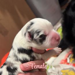 Chloe - Blue merle female Miniature Australian Shepherd puppy in Greenwood, Indiana from Above All Aussies