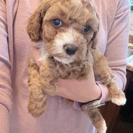 Linguini - Cream female Cockapoo puppy in Clarks Summit, Pennsylvania from M&M Cockapoos