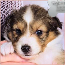Maple Leaf - Sable and white female Shetland Sheepdog puppy in Elberton, Georgia from Ioney's Southern Paws Shelties, Frenchies, and Yorkies