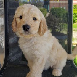 Goldendoodle Puppies from Pecan Creek Goldendoodles