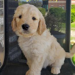 Goldendoodle Puppies from Pecan Creek Goldendoodles