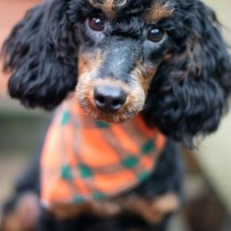 Poodles from Poodle Dog Land