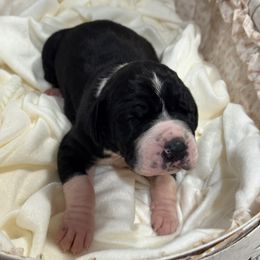 Girl 1 - Mantle female Great Dane puppy in Washington, Pennsylvania from City Slicker Danes